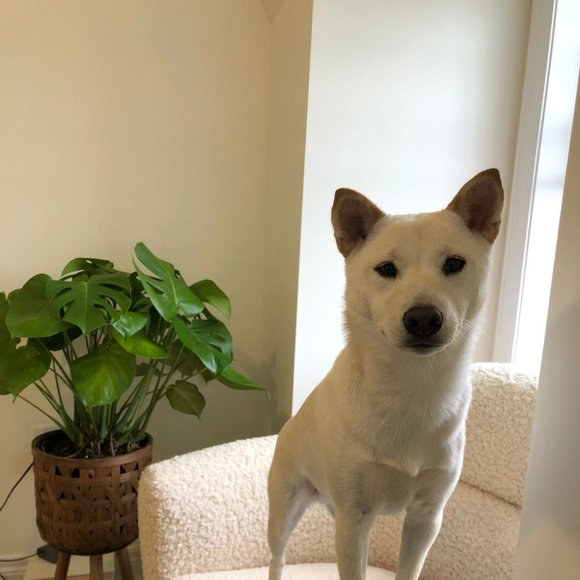 Meet your Posher, Jenny - Picture 1 of 1